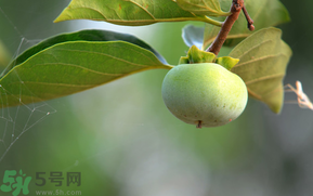 孕婦可以吃青柿子嗎？青柿子孕婦可以吃嗎？