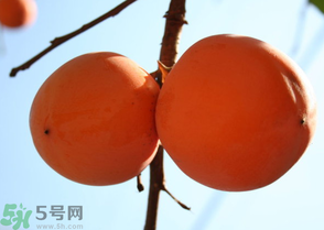 為何叫懶柿子？懶柿子的營養(yǎng)價值？