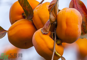 為何叫懶柿子？懶柿子的營養(yǎng)價值？