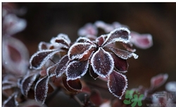霜降為什么要吃柿子？霜降吃柿子有什么好處？