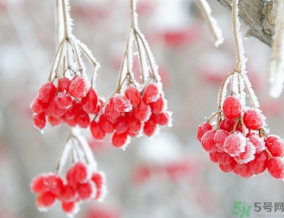 霜降為什么要吃柿子？霜降吃柿子有什么好處？
