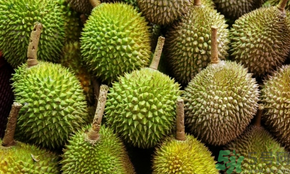 榴蓮可以冷凍保存嗎？榴蓮放冰箱是冷藏還是冷凍？