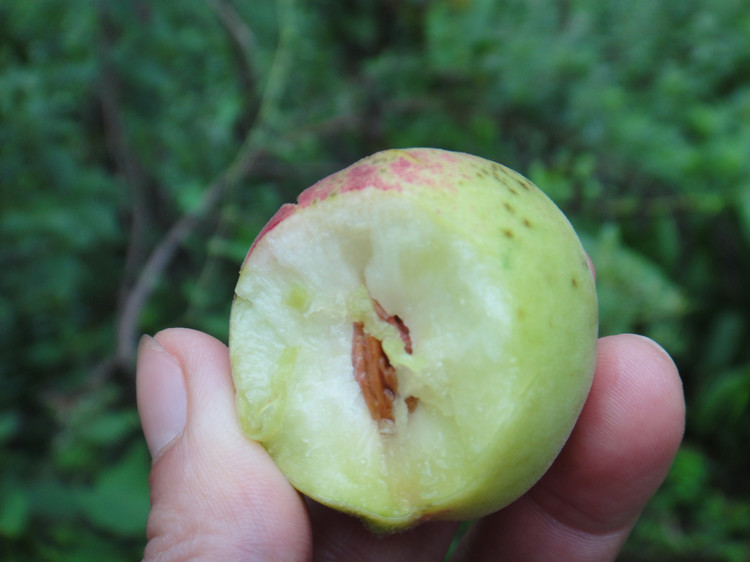 野桃子能吃嗎？野桃子核的功效與作用