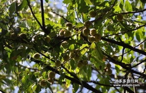 野桃子能吃嗎？野桃子核的功效與作用