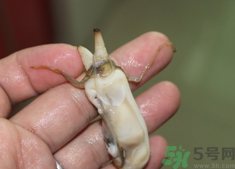 蟶子肚子里黑的能吃嗎？蟶子肚子里黑的是什么？
