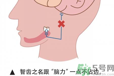 智齒拔完后有個洞怎么辦？拔智齒后有個洞多久能長好？