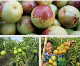 冬棗什么時候上市？冬棗是什么季節(jié)的？