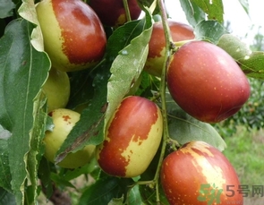 冬棗是轉(zhuǎn)基因食品嗎？冬棗是哪里的特產(chǎn)？