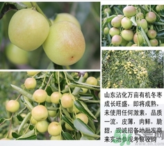 冬棗可以冷凍嗎？冬棗可以曬干保存嗎？