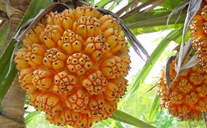 山菠蘿怎么吃？山菠蘿的功效與作用