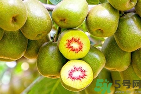 獼猴桃紅心黃心綠心哪個(gè)最好？黃心獼猴桃和紅心獼猴桃的區(qū)別