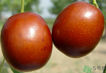 新鮮紅棗補血嗎？吃新鮮紅棗補血嗎？