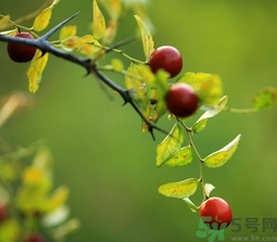 酸棗什么時候成熟？酸棗什么時候上市？
