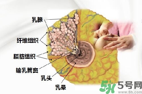 乳汁是怎樣形成的？怎樣才能讓乳汁更多？