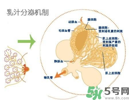 乳汁是怎樣形成的？怎樣才能讓乳汁更多？