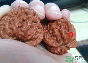 核桃長(zhǎng)蟲了還能吃嗎？核桃長(zhǎng)蟲子怎么處理？