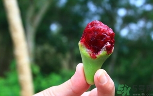 仙人掌果怎么吃？仙人掌果的功效和作用