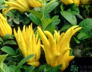 佛手果孕婦可以吃嗎？佛手果的功效與作用