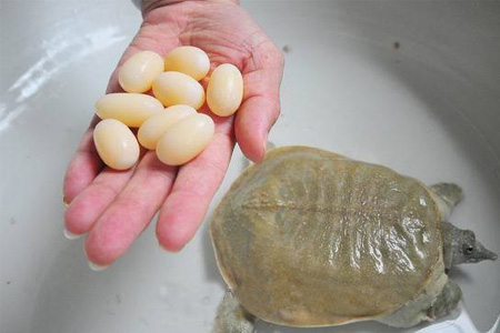 小孩能吃甲魚(yú)嗎？小孩能吃甲魚(yú)蛋嗎？