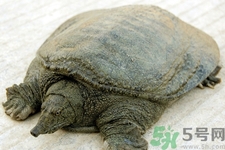 被甲魚咬了要打破傷風(fēng)嗎？被甲魚咬了怎么辦？