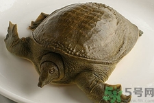 被甲魚咬了要打破傷風(fēng)嗎？被甲魚咬了怎么辦？