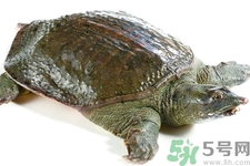 甲魚怎么殺？甲魚怎么處理？