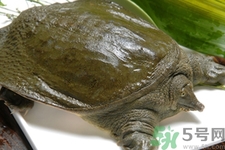 甲魚(yú)怎么吃最有營(yíng)養(yǎng)？甲魚(yú)怎么吃最補(bǔ)身體？