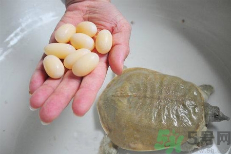 甲魚(yú)蛋能吃嗎？甲魚(yú)蛋怎么做好吃？