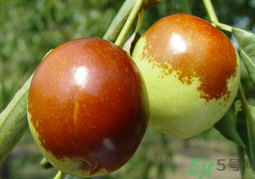 鮮棗怎么蒸？鮮棗蒸多長(zhǎng)時(shí)間？