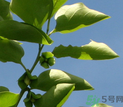 柿子葉怎么去斑？柿子葉祛斑偏方