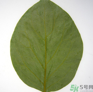 柿子葉能治糖尿病嗎？柿子葉茶能降血糖嗎？