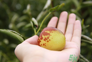 坐月子可以吃鮮棗嗎？產(chǎn)婦可以吃鮮棗嗎？