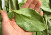 柿子葉能治糖尿病嗎？柿子葉茶能降血糖嗎？