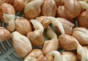 新鮮花生發(fā)芽能吃嗎？發(fā)芽的花生能吃嗎？