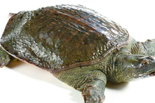 喝甲魚(yú)血能治陽(yáng)痿嗎？甲魚(yú)血能喝嗎？