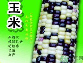 彩色玉米是轉基因嗎？彩色玉米能吃嗎？
