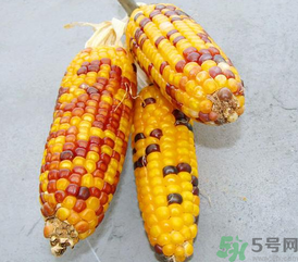 彩色玉米是轉基因嗎？彩色玉米能吃嗎？