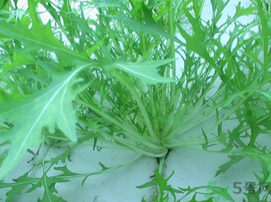 十月份種什么蔬菜？十月份適合種什么蔬菜？