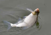 秋天釣鯉魚用什么味型？秋季釣鯉魚餌料味型