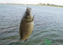 秋天釣魚(yú)用什么餌料？秋季釣魚(yú)用什么餌料好？