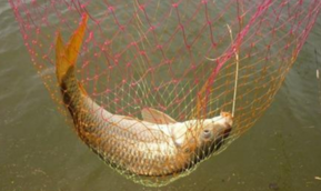 秋天釣鯉魚用什么餌料？秋天釣鯉魚餌料配方