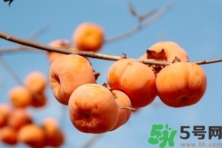 脆柿子是怎么做好吃？脆柿子的制作方法