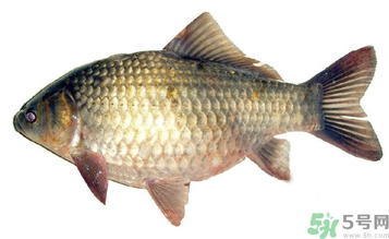 秋天釣鯽魚(yú)用什么餌料？秋天釣鯽魚(yú)用什么味餌？