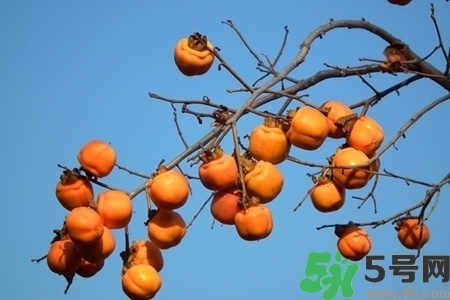 脆柿子是怎么做好吃？脆柿子的制作方法