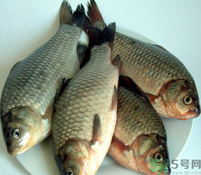 秋天釣鯽魚(yú)用什么餌料？秋天釣鯽魚(yú)用什么味餌？