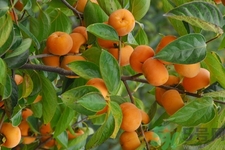 坐月子能吃脆柿子嗎？脯乳期可以吃脆柿子嗎？