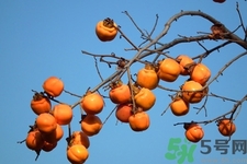 軟柿子和硬柿子能經(jīng)常吃嗎？脆柿子和軟柿子的區(qū)別