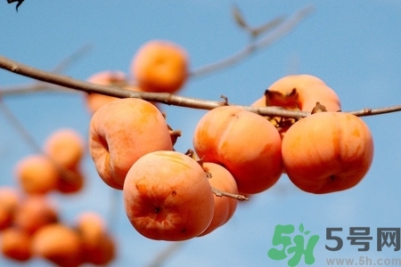 軟柿子和硬柿子能經(jīng)常吃嗎？脆柿子和軟柿子的區(qū)別
