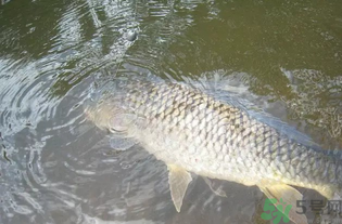 秋天釣魚用腥還是香？秋天釣魚用什么味型餌料？