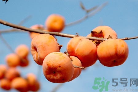 吃柿子喝酸奶會中毒嗎？吃柿子可以喝酸奶嗎？